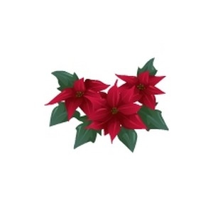 Feeding Pointsettia